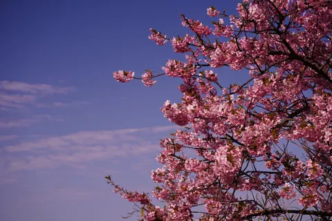 Kiraz Çiçeği Ağacı 4K Duvar Kağıdı · flowers · 3840×2560