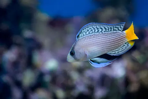 चट्टानी मछलियां 4K वॉलपेपर · ocean · 3840×2560
