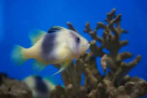 Reef Fish 4K Wallpaper · ocean · 3840×2560