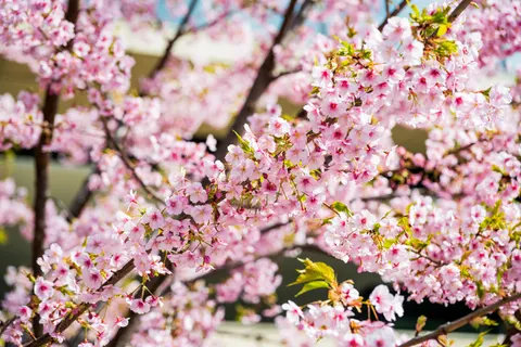Kirschblütenbaum 4K Hintergrundbild · flowers · 3840×2560