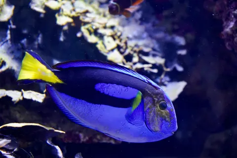 Reef Fish 4K Wallpaper · ocean · 3840×2560