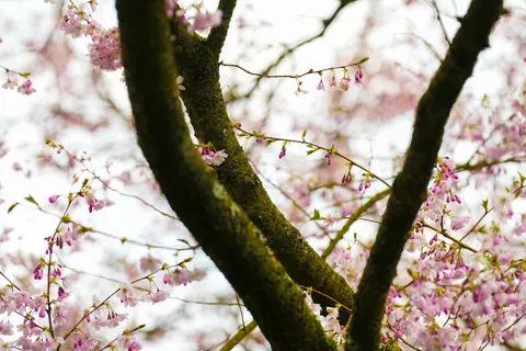 Kiraz Çiçeği Ağacı 4K Duvar Kağıdı · flowers · 3840×2560