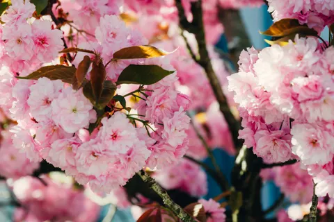 Kiraz Çiçeği Ağacı 4K Duvar Kağıdı · flowers · 3840×2563