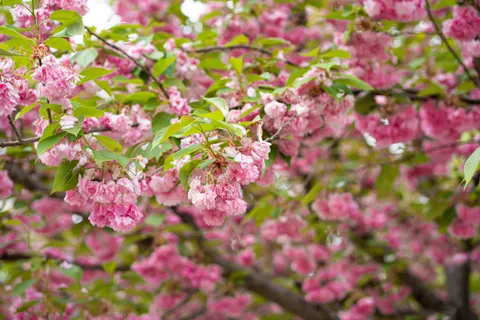 Kirschblütenbaum 4K Hintergrundbild · flowers · 3840×2560