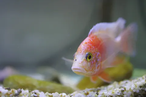 Reef Fish 4K Wallpaper · ocean · 3840×2560
