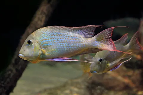Hình nền Cá rạn san hô 4K · ocean · 3840×2560