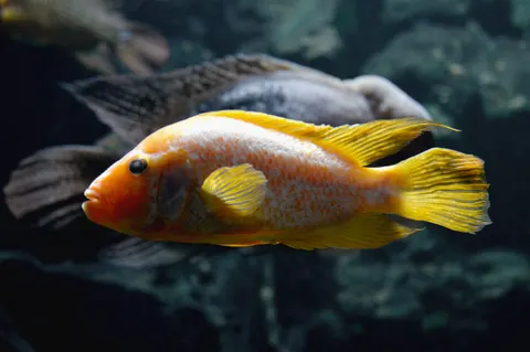 Reef Fish 4K Wallpaper · ocean · 3840×2553