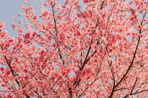 Kiraz Çiçeği Ağacı 4K Duvar Kağıdı · flowers · 3840×2560