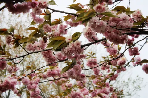 Kiraz Çiçeği Ağacı 4K Duvar Kağıdı · flowers · 3840×2560