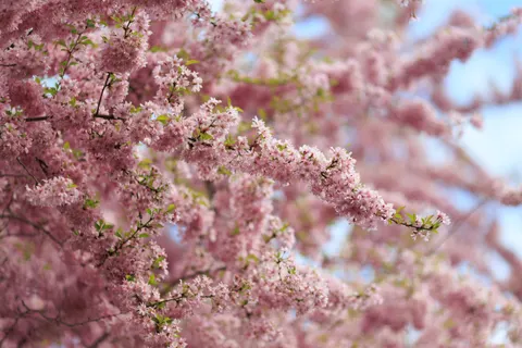 Kirschblütenbaum 4K Hintergrundbild · flowers · 3840×2560