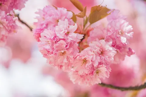 Kirschblütenbaum 4K Hintergrundbild · flowers · 3840×2560