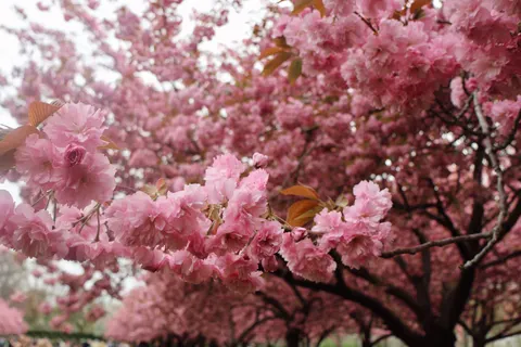 Kiraz Çiçeği Ağacı 4K Duvar Kağıdı · flowers · 3840×2560