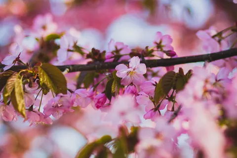 Kirschblütenbaum 4K Hintergrundbild · flowers · 3840×2560