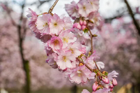 Kirschblütenbaum 4K Hintergrundbild · flowers · 3840×2560