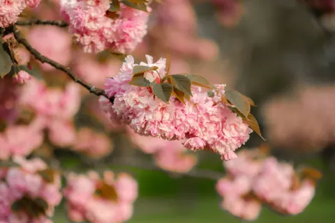 Kirschblütenbaum 4K Hintergrundbild · flowers · 3840×2560
