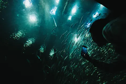 Whale 4K Wallpaper · ocean · 3840×2561