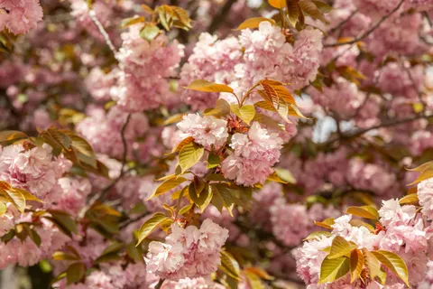Kiraz Çiçeği Ağacı 4K Duvar Kağıdı · flowers · 3840×2560