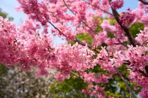 Kiraz Çiçeği Ağacı 4K Duvar Kağıdı · flowers · 3840×2560
