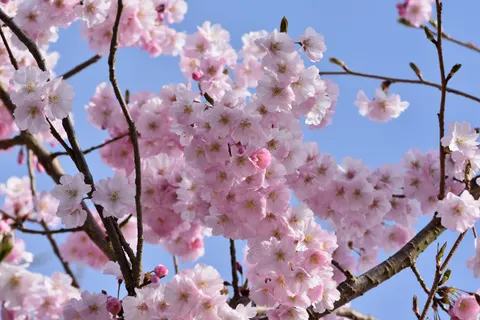 Kirschblütenbaum 4K Hintergrundbild · flowers · 3840×2560