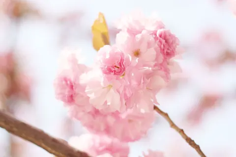 Kiraz Çiçeği Ağacı 4K Duvar Kağıdı · flowers · 3840×2560