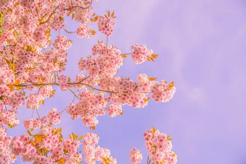 Kirschblütenbaum 4K Hintergrundbild · flowers · 3840×2560