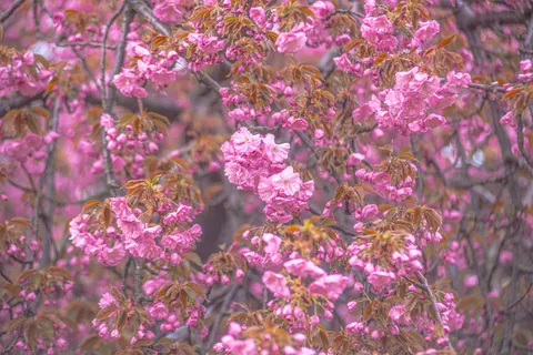 Kiraz Çiçeği Ağacı 4K Duvar Kağıdı · flowers · 3840×2563
