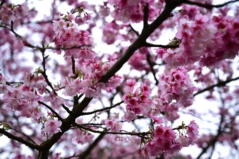 Kiraz Çiçeği Ağacı 4K Duvar Kağıdı · flowers · 3840×2563