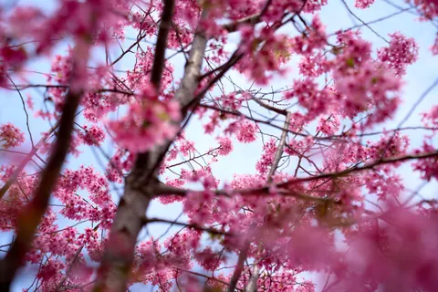 Cherry Blossom Tree 4K Wallpaper · flowers · 3840×2560
