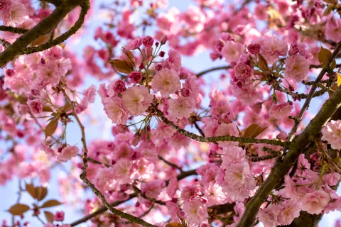 Kiraz Çiçeği Ağacı 4K Duvar Kağıdı · flowers · 3840×2560