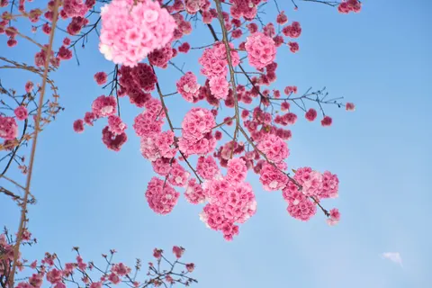 Kirschblütenbaum 4K Hintergrundbild · flowers · 3840×2560