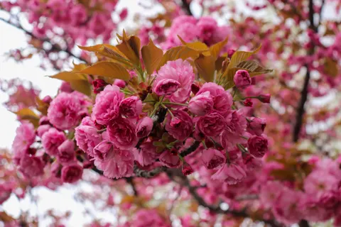 Kiraz Çiçeği Ağacı 4K Duvar Kağıdı · flowers · 3840×2560