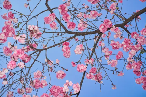 Kirschblütenbaum 4K Hintergrundbild · flowers · 3840×2560