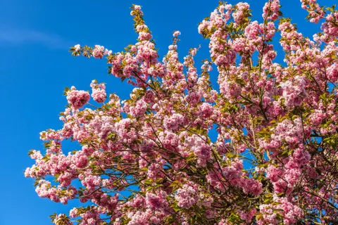 Kirschblütenbaum 4K Hintergrundbild · flowers · 3840×2560