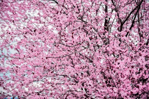 Kiraz Çiçeği Ağacı 4K Duvar Kağıdı · flowers · 3840×2563