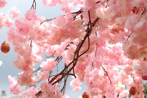Kiraz Çiçeği Ağacı 4K Duvar Kağıdı · flowers · 3840×2560