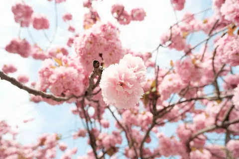 Kiraz Çiçeği Ağacı 4K Duvar Kağıdı · flowers · 3840×2560