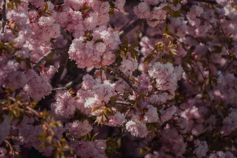 Kirschblütenbaum 4K Hintergrundbild · flowers · 3840×2560