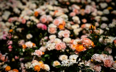 Rosengarten 4K Hintergrundbild · flowers · 3840×2389