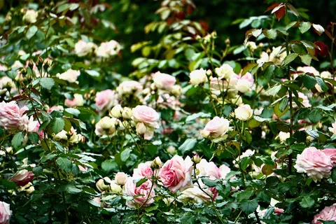 Rosengarten 4K Hintergrundbild · flowers · 3840×2560