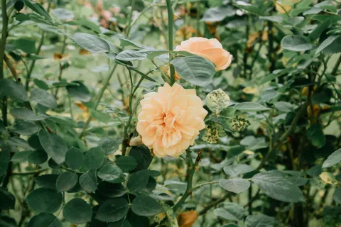 Rosengarten 4K Hintergrundbild · flowers · 3840×2560