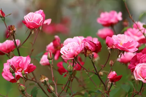 Rosengarten 4K Hintergrundbild · flowers · 3840×2560