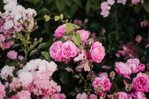 Rosengarten 4K Hintergrundbild · flowers · 3840×2560