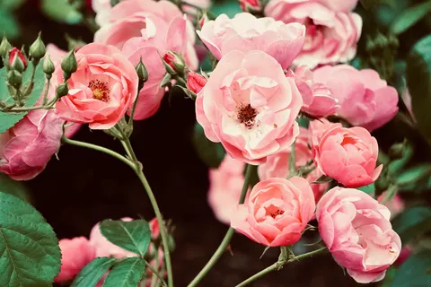 Fondo de pantalla Jardín de Rosas 4K · flowers · 3840×2560