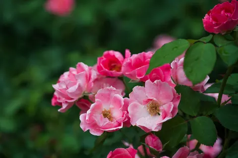 Rosengarten 4K Hintergrundbild · flowers · 3840×2560