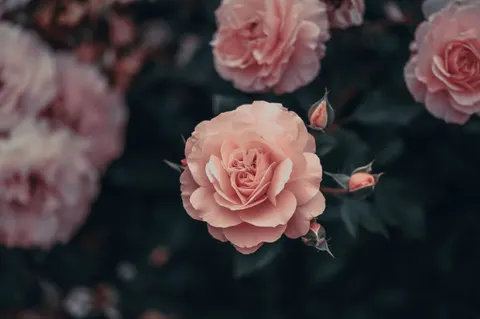 Fondo de pantalla Jardín de Rosas 4K · flowers · 3840×2555