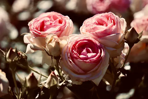 Rosengarten 4K Hintergrundbild · flowers · 3840×2560