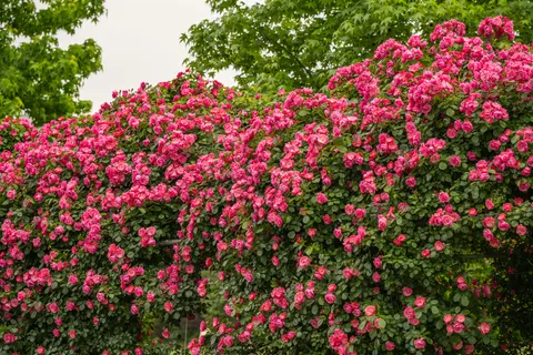 Fondo de pantalla Jardín de Rosas 4K · flowers · 3840×2560