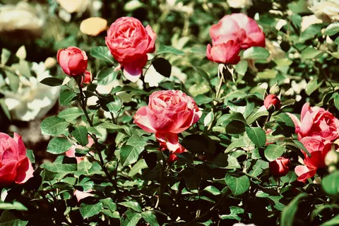 Fondo de pantalla Jardín de Rosas 4K · flowers · 3840×2560