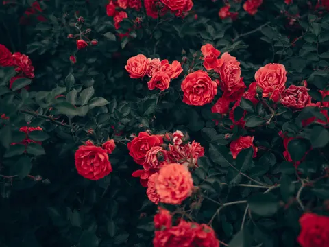 Rosengarten 4K Hintergrundbild · flowers · 3840×2878