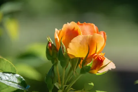 Rosengarten 4K Hintergrundbild · flowers · 3840×2560